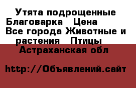 Утята подрощенные Благоварка › Цена ­ 100 - Все города Животные и растения » Птицы   . Астраханская обл.